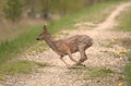 Roe deer European roe in run