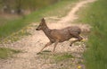 Roe deer European roe in run