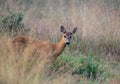 Roe deer Royalty Free Stock Photo
