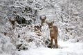 Roe deer family Capreolus capreolus in winter.