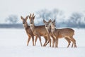 Roe deer family in winter. Roe deer with snowy background. Wild animal with snowy trees on background.