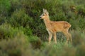 Roe deer Fawn Royalty Free Stock Photo