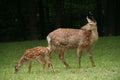 Roe deer with a fawn Royalty Free Stock Photo