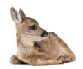 Roe deer Fawn - Capreolus capreolus (15 days old) Royalty Free Stock Photo