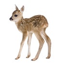 Roe deer Fawn - Capreolus capreolus (15 days old) Royalty Free Stock Photo