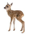 Roe deer Fawn - Capreolus capreolus (15 days old) Royalty Free Stock Photo