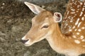 Roe deer fawn close up Royalty Free Stock Photo