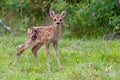 Roe Deer Fawn Royalty Free Stock Photo