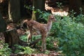 Roe deer fawn in the forest.