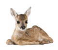 Roe Deer Fawn in front of a white background