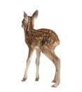 Roe Deer Fawn in front of a white background Royalty Free Stock Photo