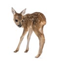 Roe Deer Fawn in front of a white background Royalty Free Stock Photo