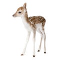 Roe Deer Fawn in front of a white background Royalty Free Stock Photo