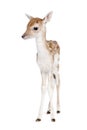 Roe Deer Fawn in front of a white background Royalty Free Stock Photo