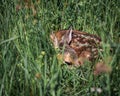 Roe deer fawn laying in grass field Royalty Free Stock Photo