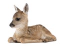 Roe deer Fawn lying down - Capreolus capreolus (15 Royalty Free Stock Photo