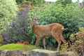 Roe deer Scottish Highands, Scotland