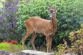 Roe deer Scottish Highands, Scotland