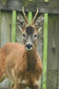 Roe deer Scottish Highands, Scotland