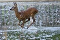 Roe Deer female (Capreolus capreolus) Royalty Free Stock Photo