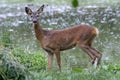 Roe Deer female, Capreolus capreolus