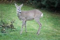 Roe deer