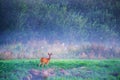 roe deer female near forest in summer dawn Royalty Free Stock Photo