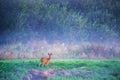 roe deer female near forest in summer dawn