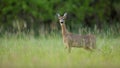 Roe deer female standing on field in summer nature Royalty Free Stock Photo