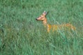 Roe deer female in a summer meadow Royalty Free Stock Photo