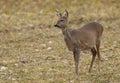 Roe deer in field Royalty Free Stock Photo