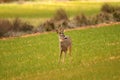 roe deer in the fields of cultivation in Soria Royalty Free Stock Photo