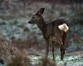 Roe deer, Capreolus capreolus in the first snow mixed rain before winter Royalty Free Stock Photo