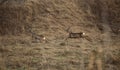 Roe Deer Fleeing