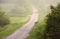 Roe deer in the fog Royalty Free Stock Photo