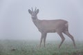 Roe deer in fog Royalty Free Stock Photo