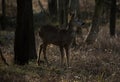 Roe Deer in the Forest Royalty Free Stock Photo