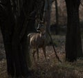 Roe Deer in the Forest Royalty Free Stock Photo