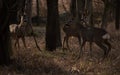 Roe Deer in the Forest Royalty Free Stock Photo