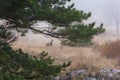 Roe deer forest fog. Wild timid cute animals run away into the distance. Royalty Free Stock Photo