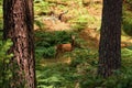 Roe deer in a forest. Royalty Free Stock Photo