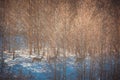 Roe deer passing forest