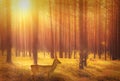 Roe deer in forest at sunrise