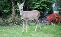 Roe-deer in a garden Royalty Free Stock Photo