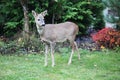 Roe-deer in a garden Royalty Free Stock Photo