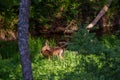 Roe deer at glen in forest.