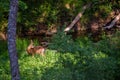 Roe deer at glen in forest.