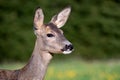 Roe deer in grass, Capreolus capreolus.
