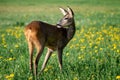 Roe deer in grass, Capreolus capreolus. Wild roe deer Royalty Free Stock Photo