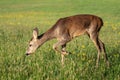 Roe deer in grass, Capreolus capreolus. Wild roe deer Royalty Free Stock Photo